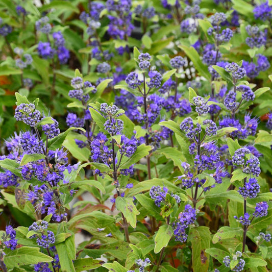 Caryopteris × cland. 'Grand Bleu'