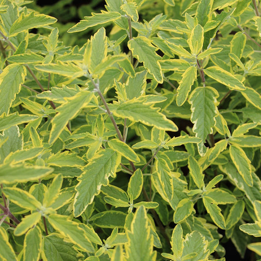 Caryopteris × cland. 'Summer Sorbet'