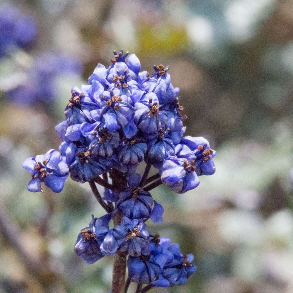 Close-up of vibrant purple-blue flowers from the Ceanothus Blue Sapphire - Californian Lilac with blurred foliage in the background. This evergreen shrub adds a charming burst of color to any garden setting.