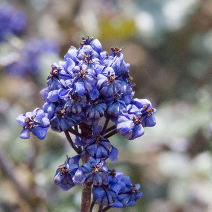 Close-up of vibrant purple-blue flowers from the Ceanothus Blue Sapphire - Californian Lilac with blurred foliage in the background. This evergreen shrub adds a charming burst of color to any garden setting.