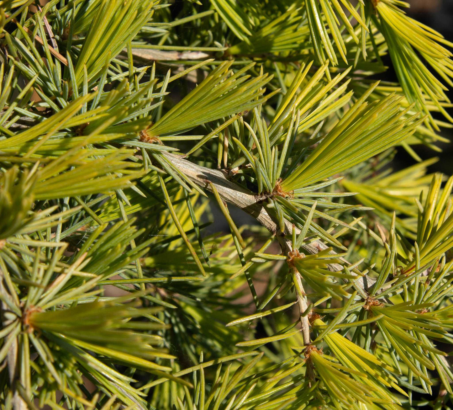 Mail Order Trees