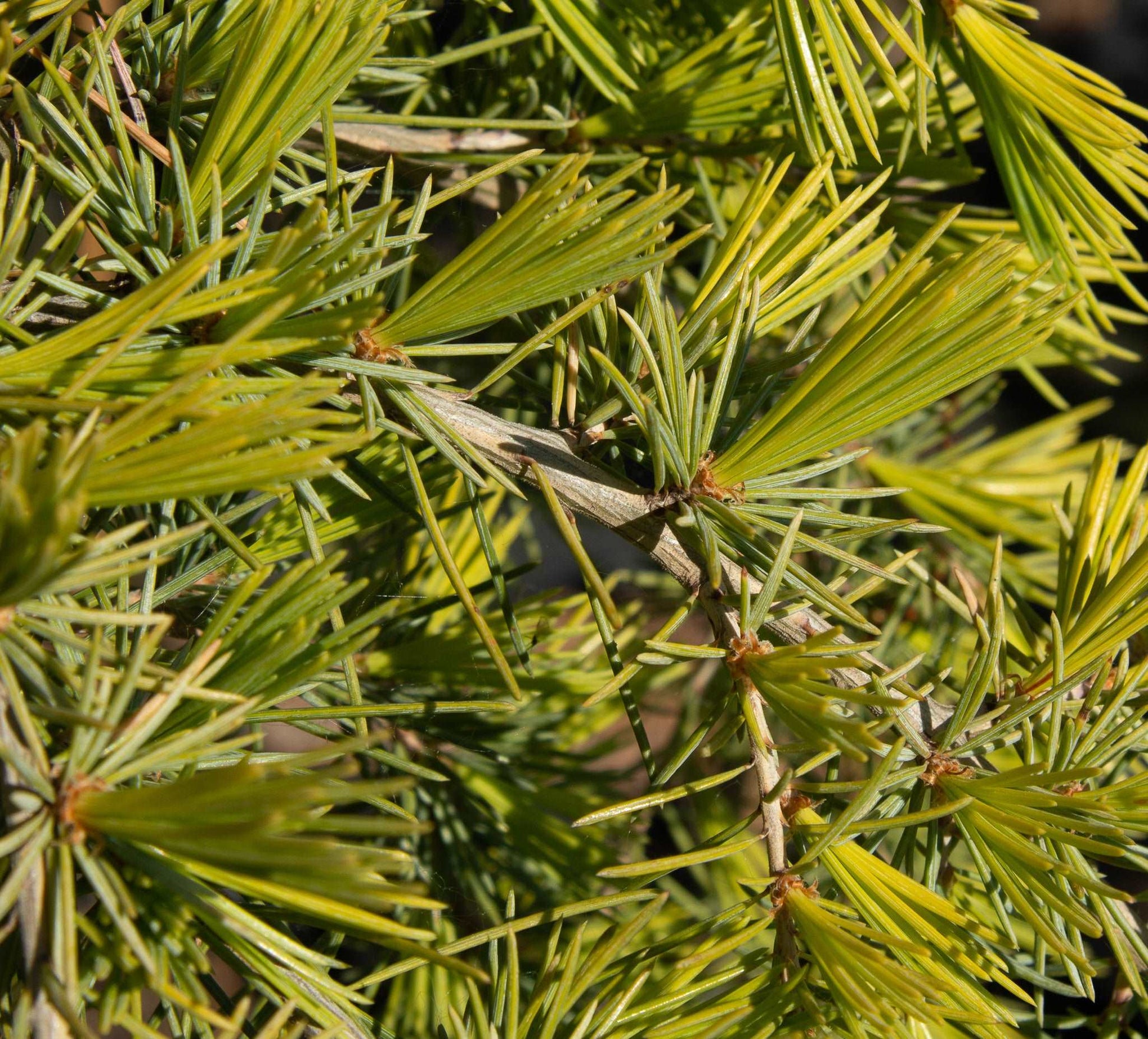 Mail Order Trees