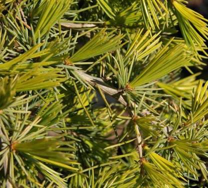 Mail Order Trees