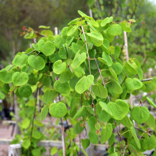 Cercidiphyllum japonicum f. pendulum - Pendulous Katsura