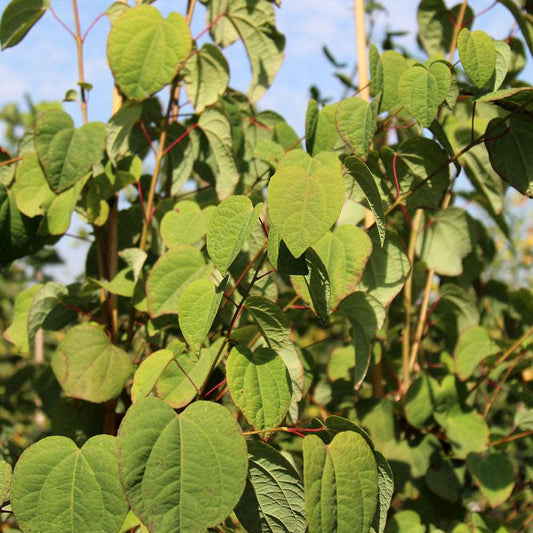 Cercidiphyllum japonicum magnificum - Magnificum Katsura