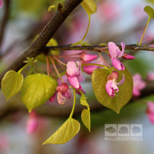 Cercis Hearts of Gold - Gold Redbud Tree