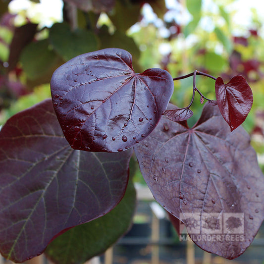 Cercis Merlot - Merlot Redbud Tree