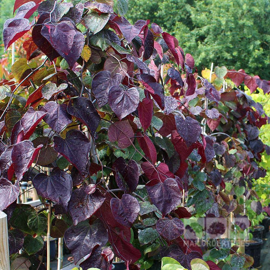 Cercis Ruby Falls - Weeping Redbud
