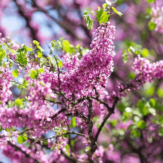 Cercis siliquastrum - Judas Tree