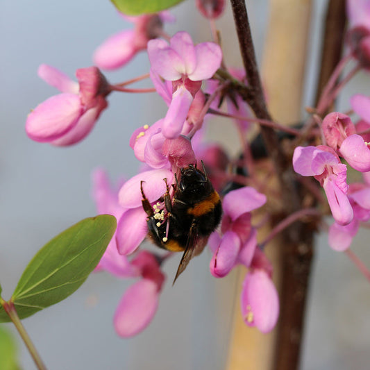 Cercis siliquastrum - Judas Tree