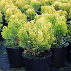 Chamaecyparis lawsoniana Minima Aurea - Lawson Cypress