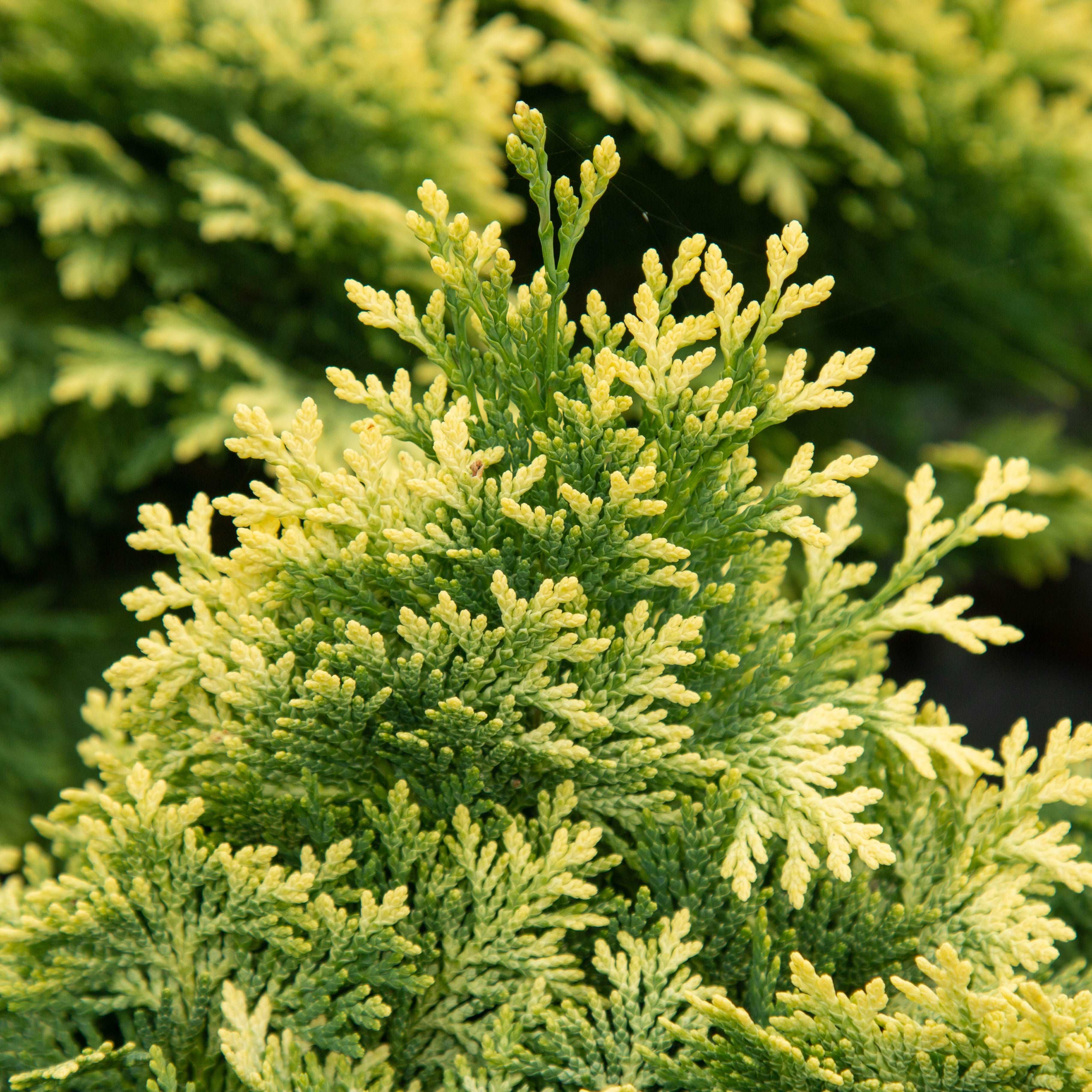 Chamaecyparis lawsoniana Minima Glauca - Lawson Cypress – Mail Order Trees