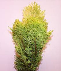 Chamaecyparis lawsoniana Moonsprite - Lawson Cypress