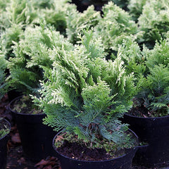 Chamaecyparis lawsoniana Pygmaea Argentea - Lawson Cypress