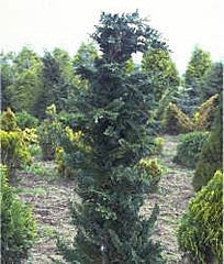 Chamaecyparis lawsoniana Wisselii - Lawson Cypress