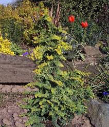 Chamaecyparis obtusa Fernspray Gold - Hinoki False Cypress