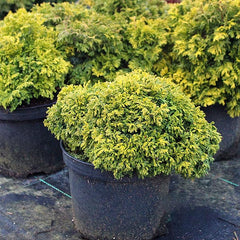 Chamaecyparis pisifera Nana - Sawara Cypress