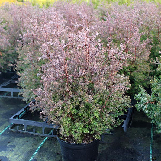 Chamaecyparis thyoides Ericoides - Coast White Cedar