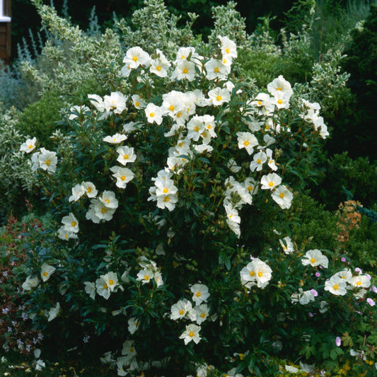 Cistus x florentinus - Rock Rose