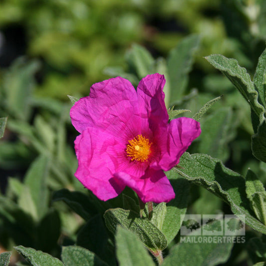Cistus x pulverulentus Sunset - Rock Rose