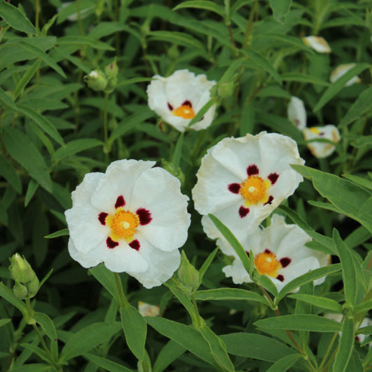 Cistus x purpureus Alan Fradd - Rock Rose