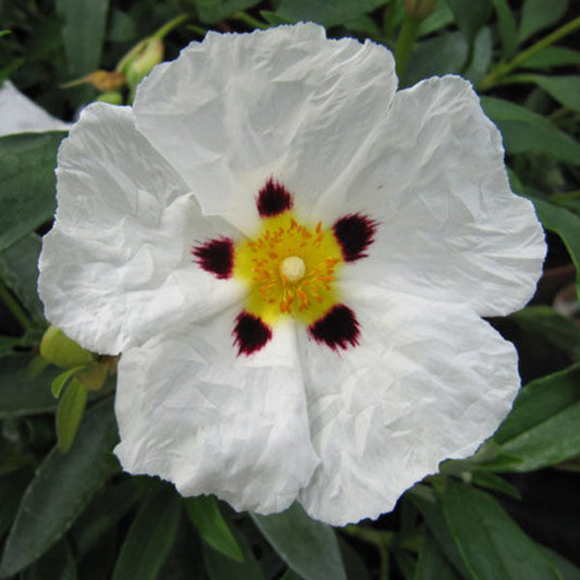 Cistus x purpureus Alan Fradd - Rock Rose