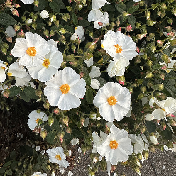 Cistus × corbariensis