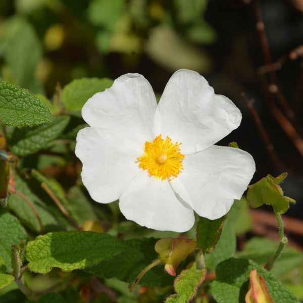 Cistus × corbariensis