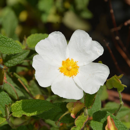 Cistus × corbariensis