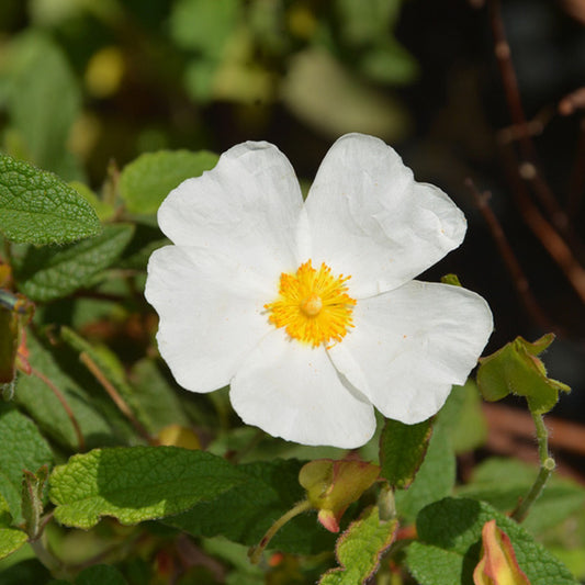 Cistus × corbariensis
