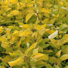 Cornus Aurea - Red Barked Dogwood