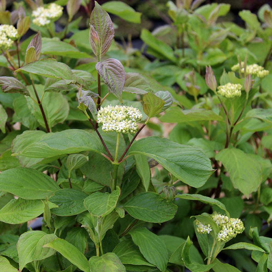 Cornus Baton Rouge - Red Barked Dogwood