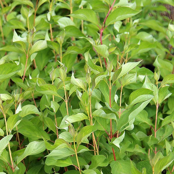 Cornus baton rouge - Red-Barked Dogwood – Mail Order Trees