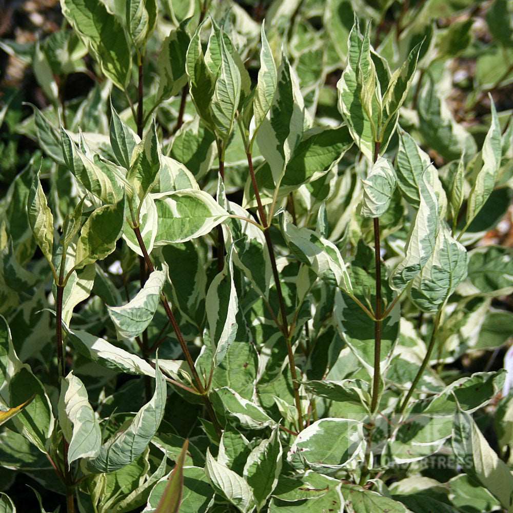 The Cornus Elegantissima - Variegated Red Barked Dogwood features green and white variegated leaves on slender stems.