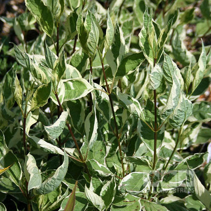 The Cornus Elegantissima - Variegated Red Barked Dogwood features green and white variegated leaves on slender stems.