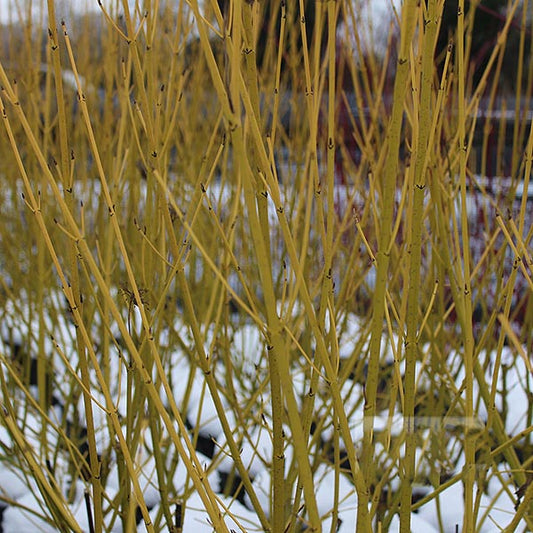 Cornus Flaviramea - Golden Twig Dogwood