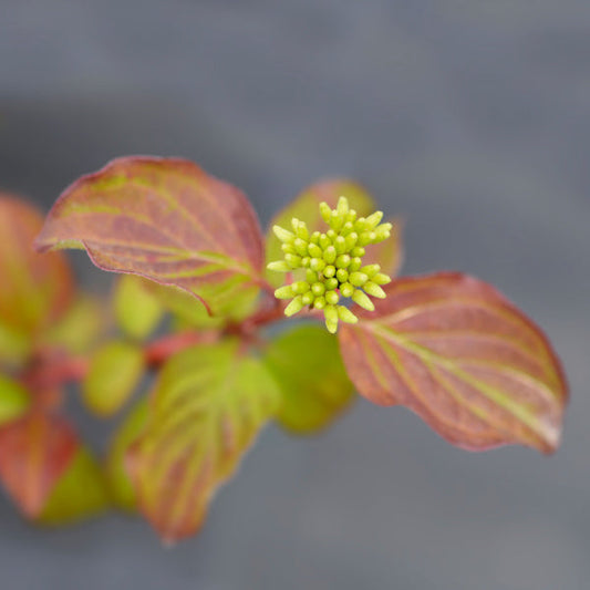 Cornus Midwinter Fire - Dogwood