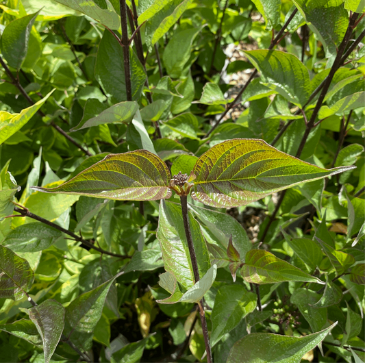 Cornus alba Kesselringii - Black Stem Dogwood