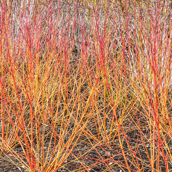 Cornus 'Anny's Winter Orange'