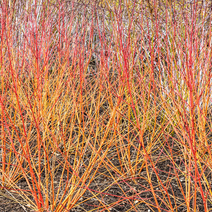 Cornus 'Anny's Winter Orange'