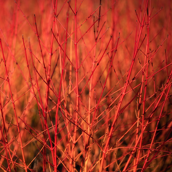 Cornus 'Anny's Winter Orange'
