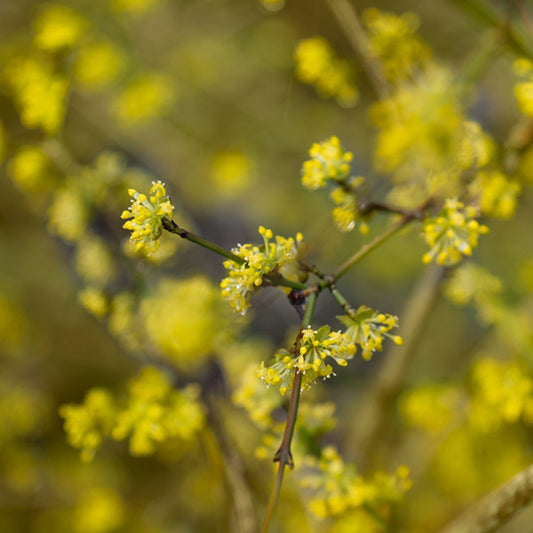 Cornus Aurea - Red Barked Dogwood