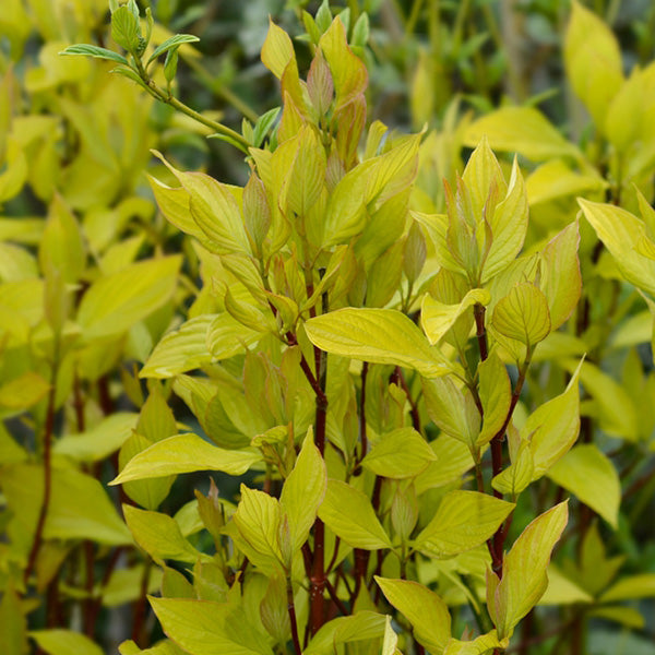 Cornus Aurea - Red Barked Dogwood