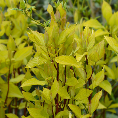 Cornus Aurea - Red Barked Dogwood