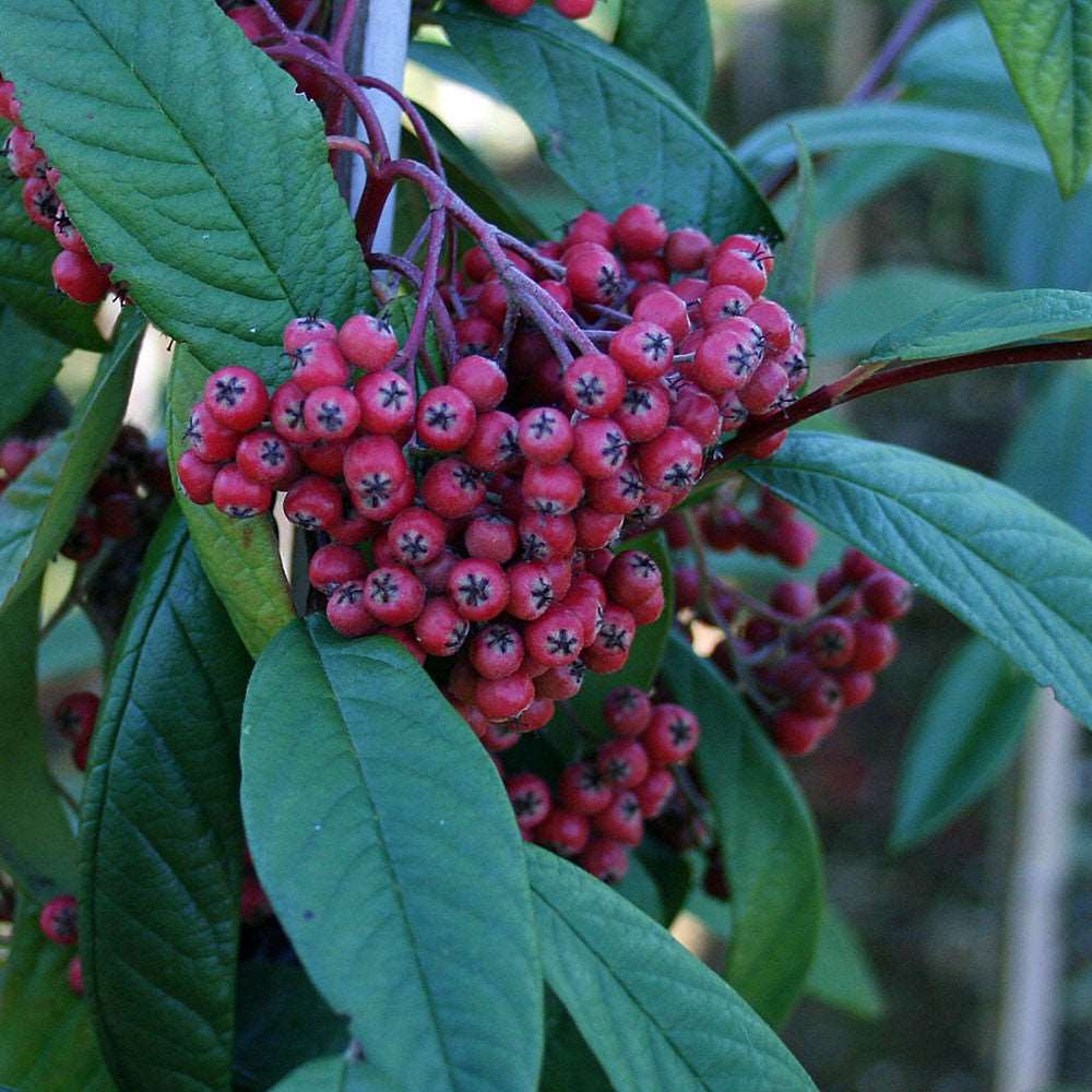 A close-up view of a cluster of vibrant red berries on the leafy branch of a Cotoneaster x watereri tree, ideal for attracting wildlife.