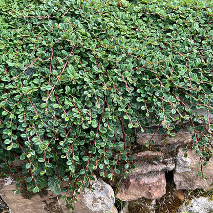 Cotoneaster 'Queen of Carpets'