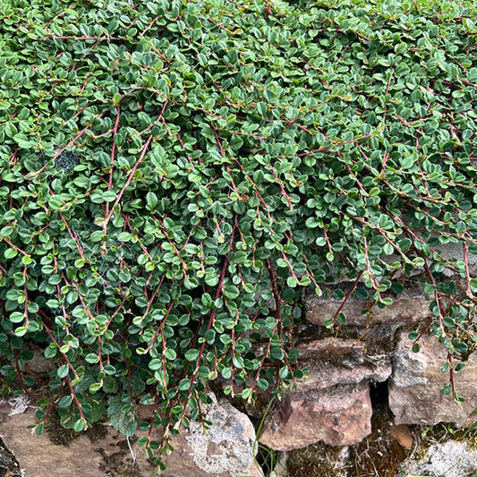 Cotoneaster 'Queen of Carpets'