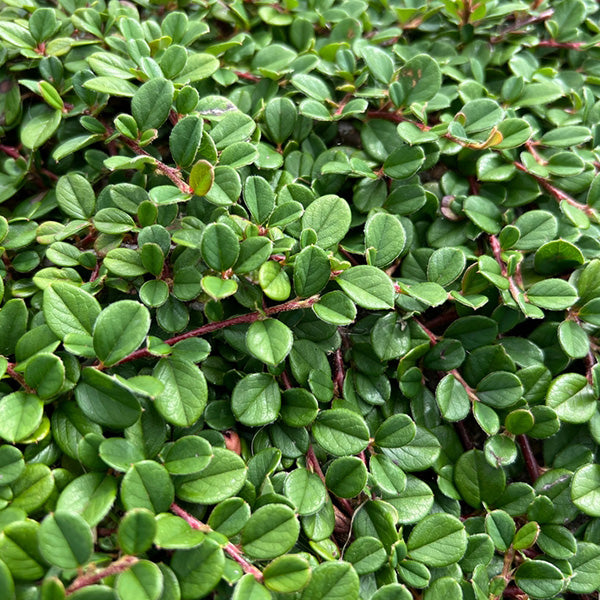 Cotoneaster 'Queen of Carpets'