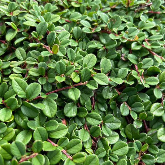 Cotoneaster 'Queen of Carpets'
