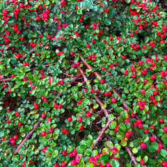 Cotoneaster dammeri